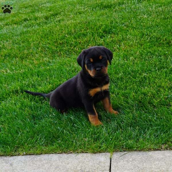 Raven, Rottweiler Puppy